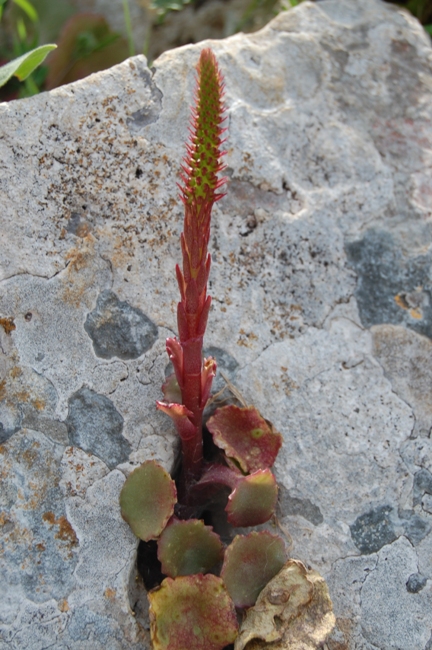 pianta della RNO Monte Pellegrino - 1 - Umbilicus sp.