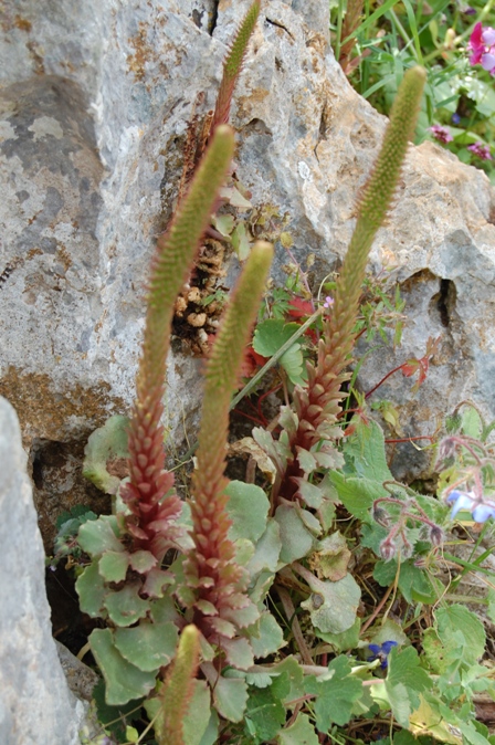 pianta della RNO Monte Pellegrino - 1 - Umbilicus sp.