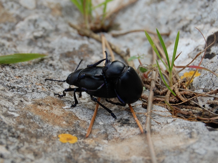 Coleotteri in accoppiamento