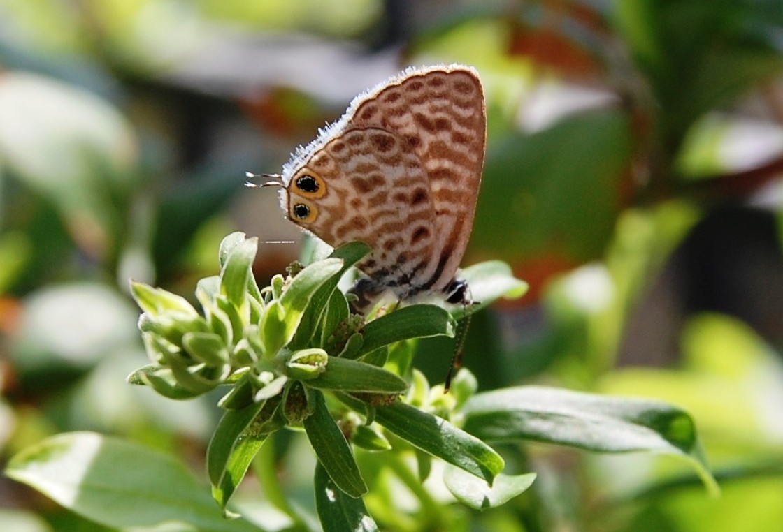 Farfalla da identificare - 1