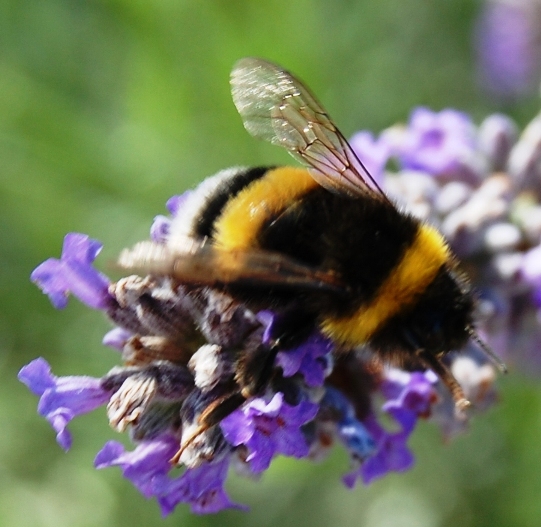 Bombus terrestris