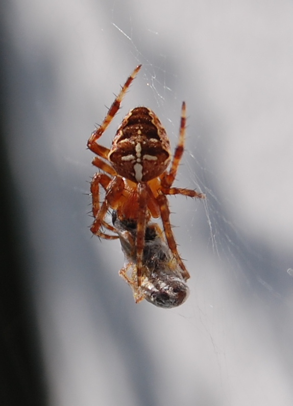 Ragno crociato: Araneus diadematus