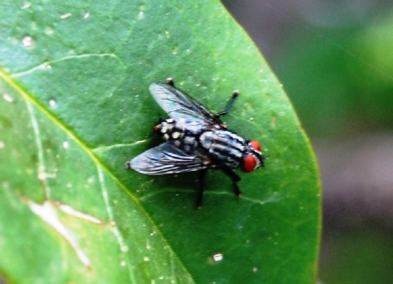 Sarcophaga sp. (Sarcophagidae)