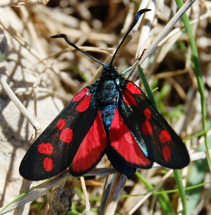 Lepidottero rosso e nero - da identificare