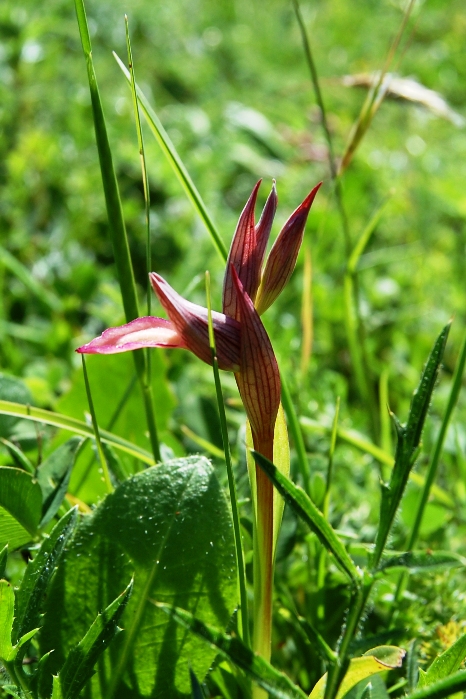 Serapias vomeracea ?