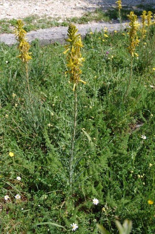 Asphodeline lutea