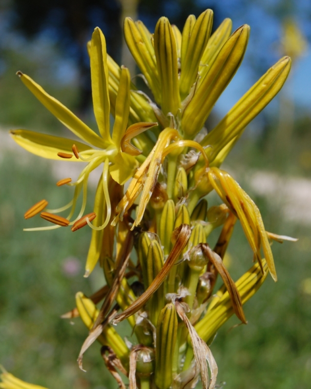 Asphodeline lutea