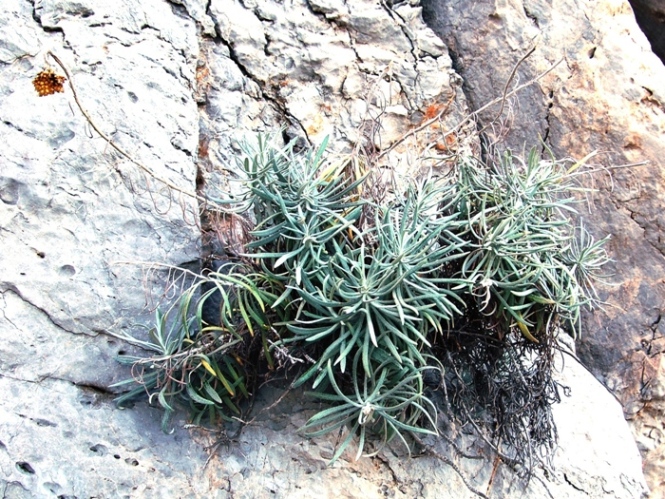 Helichrysum pendulum (=H. panormitanum) / Elicriso pendulo