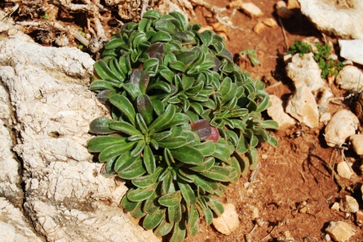 Asteriscus maritimus (=Pallenis maritima) / Asterisco marittimo