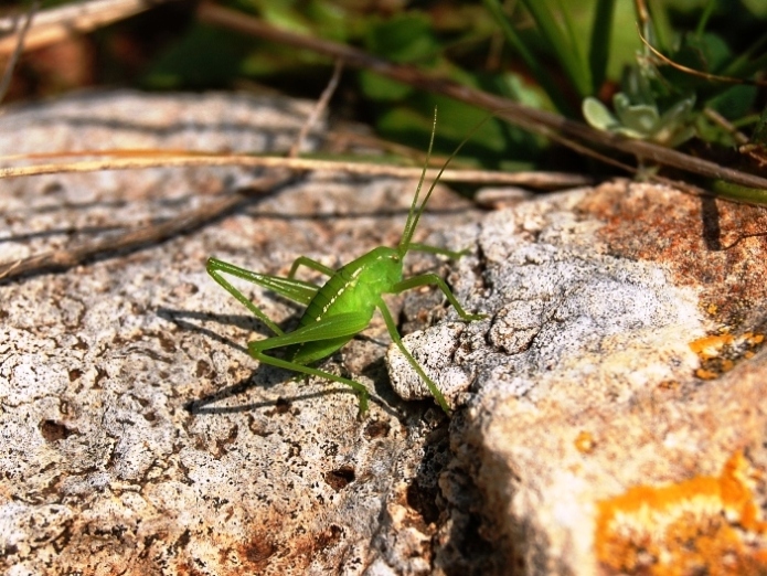 Organizziamo un''escursione preprimaverile in Sicilia?