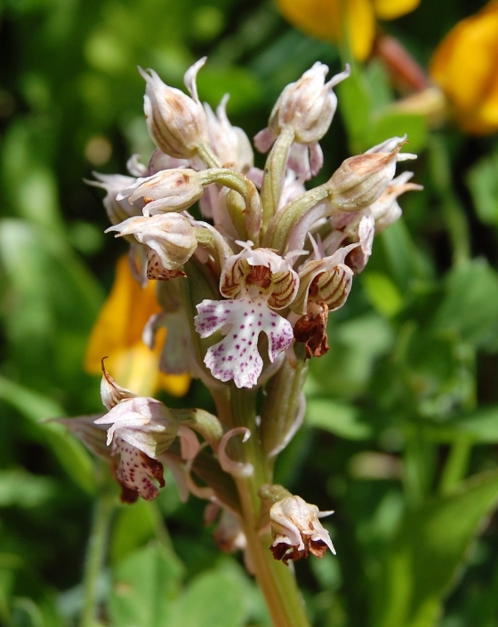 Orchis da identificare - 2