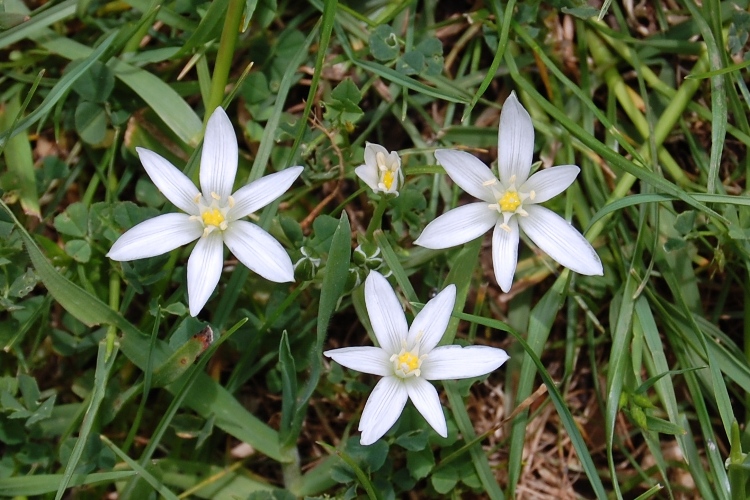 Ornithogalum ?