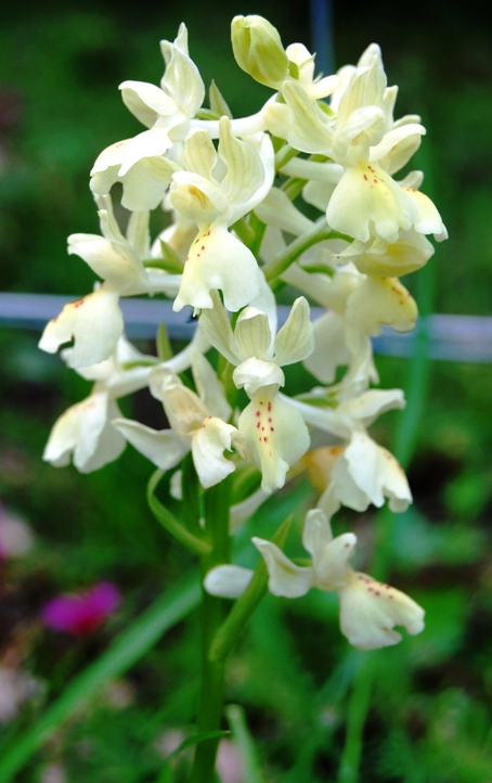 Orchis da identificare