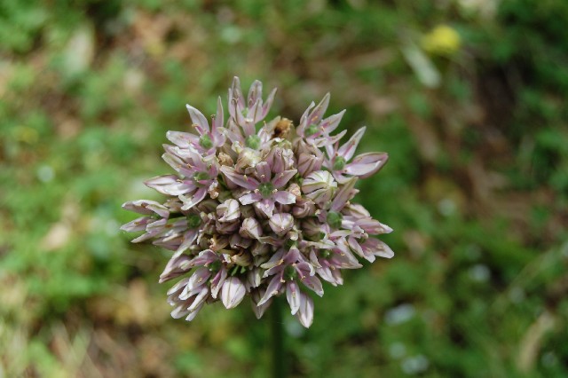 Piante RNO Monte Pellegrino - 3  Allium nigrum