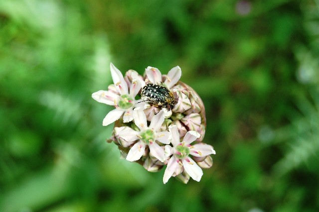 Piante RNO Monte Pellegrino - 3  Allium nigrum