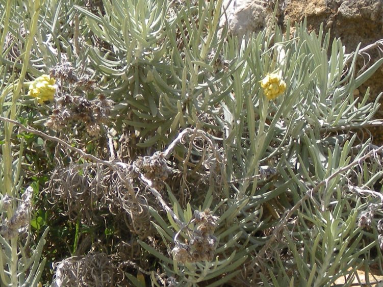 Helichrysum pendulum (=H. panormitanum) / Elicriso pendulo