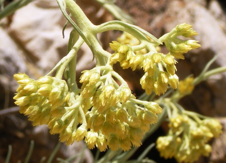 Helichrysum pendulum (=H. panormitanum) / Elicriso pendulo