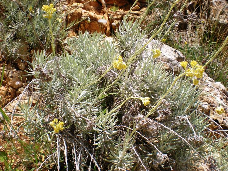 Helichrysum pendulum (=H. panormitanum) / Elicriso pendulo