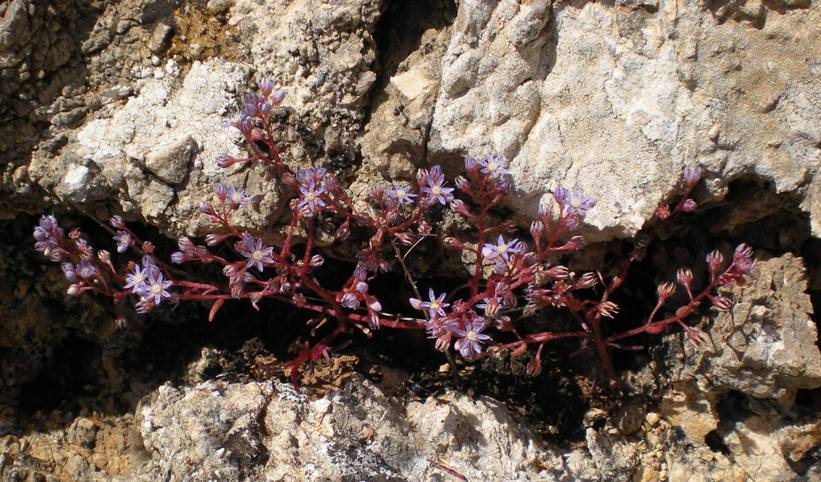 Sedum caeruleum / Borracina azzurra