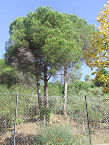 Pinus pinea, Viburnum tinus e Pyracantha coccinea