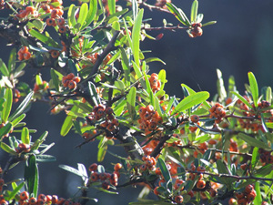 Pinus pinea, Viburnum tinus e Pyracantha coccinea