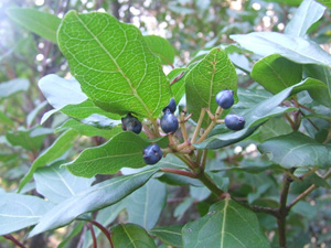 Pinus pinea, Viburnum tinus e Pyracantha coccinea