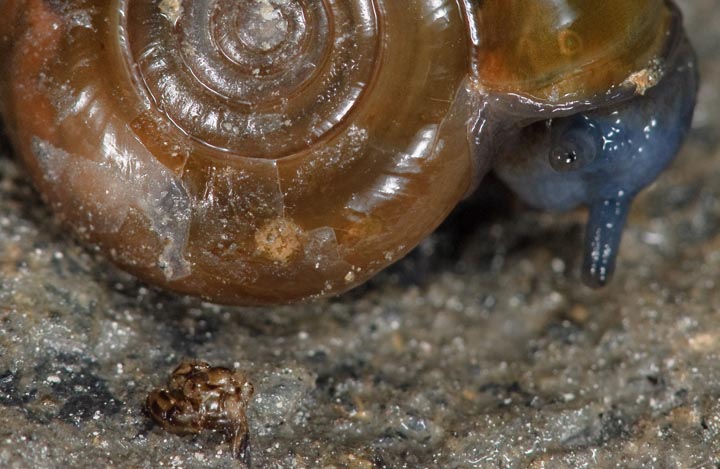 Piccoli di Oxychilus?