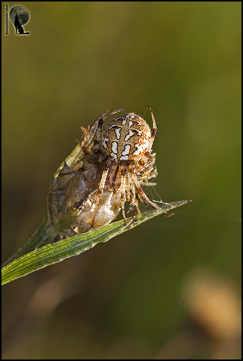 Neoscona adianta