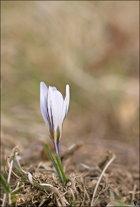 Crocus biflorus