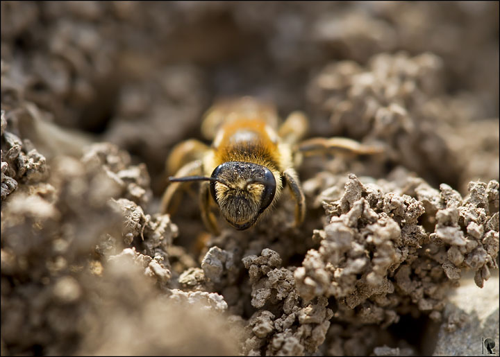 Imenottero scavatore: Halictus o Colletes