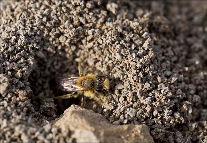 Imenottero scavatore: Halictus o Colletes