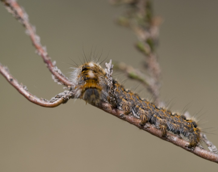 Aiuto identificazione bruco di falena