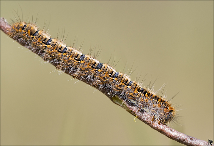 Aiuto identificazione bruco di falena