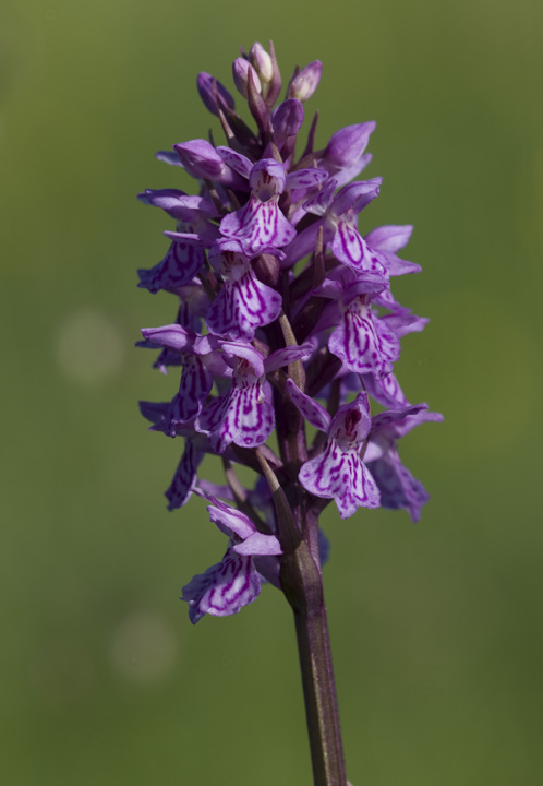 Dactylorhiza maculata / Orchide macchiata