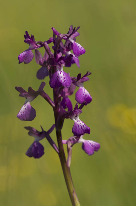 Ibrido Laxiflora-Maculata?