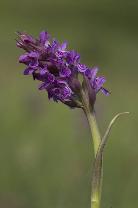 Dactylorhiza incarnata / Orchide palmata