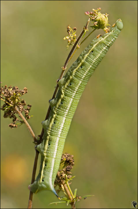 Conferma bruco di Macroglossum