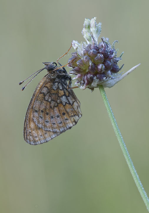 Melitaea... quale?