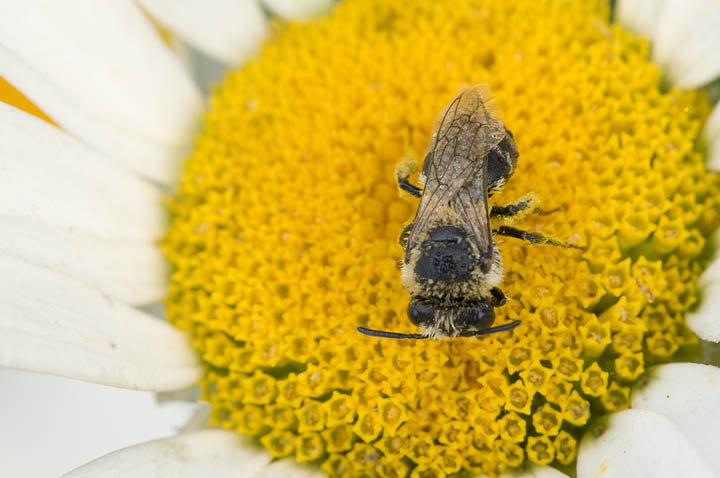 Andrena sp. (Apidae Andreninae)