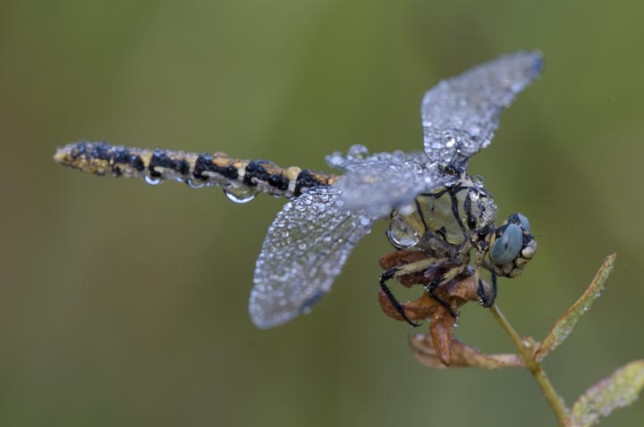 Onychogomphus, quale? forcipatus