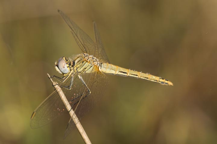 Sympetrum fonscolombii