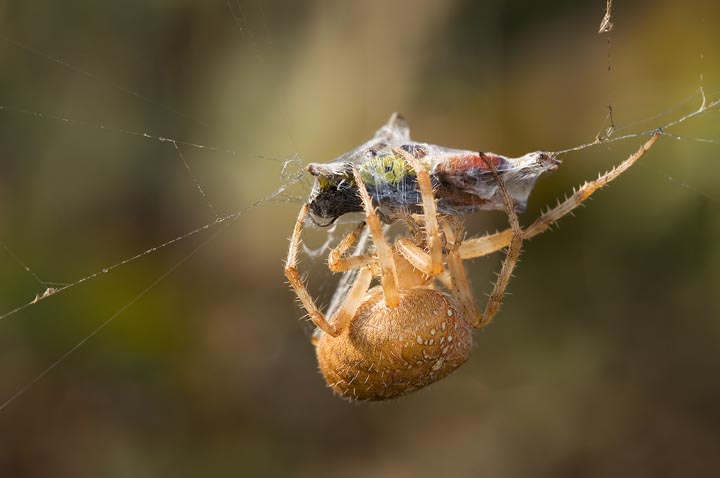 Aiuto identificazione Araneus