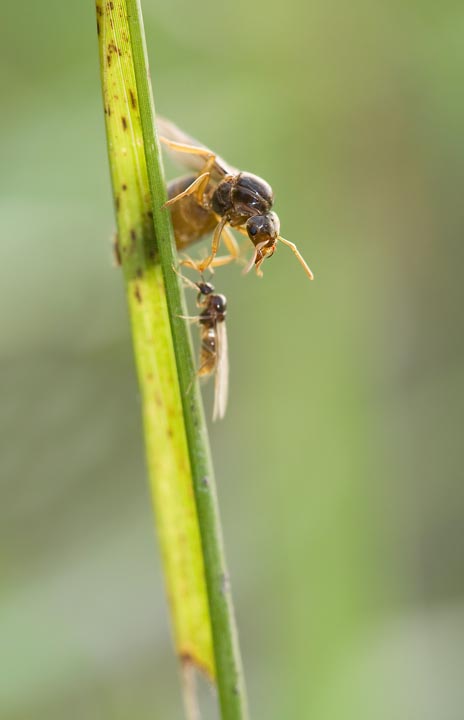 Aiuto identificazione formica -  Lasius sp.