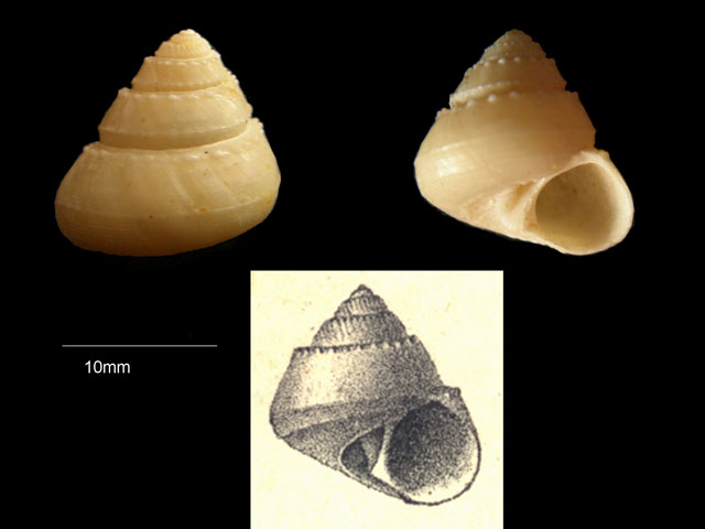 Solariella marginatula (Philippi, 1844)