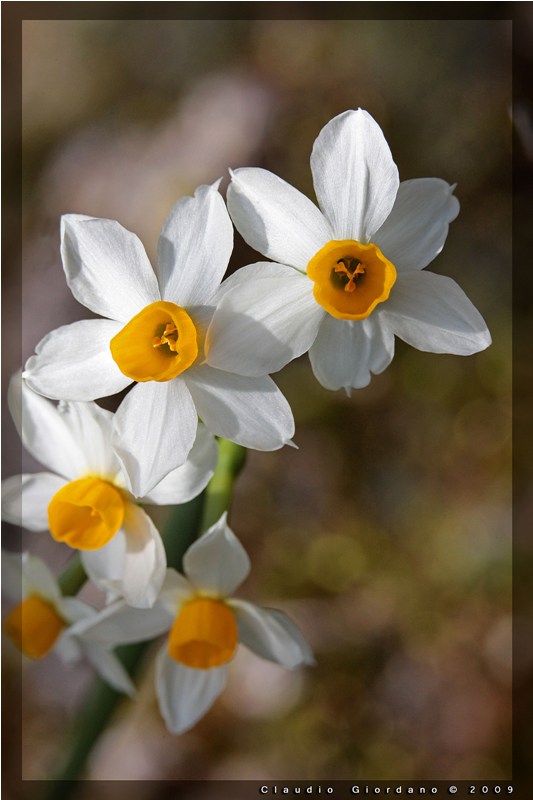 Narcissus tazetta