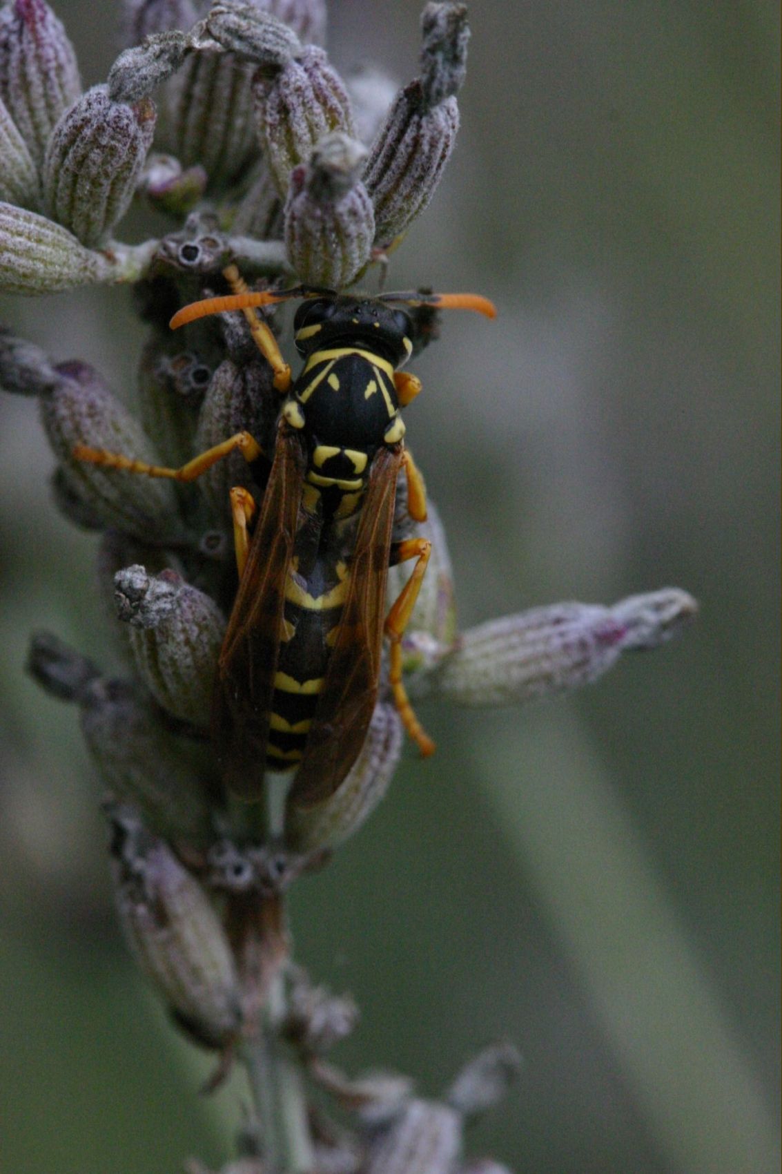 Polistes sp.