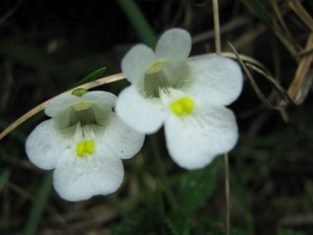 Pinguicula alpina / Pinguicola alpina