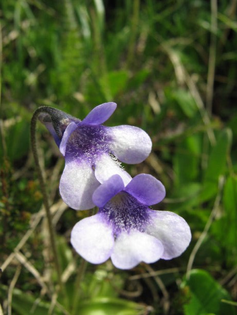 Pinguicula vulgaris / Pinguicola comune