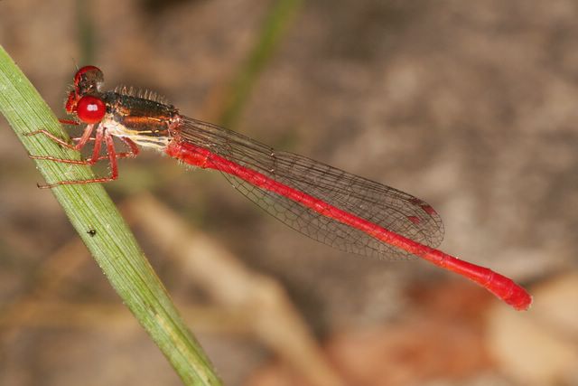 libellula rossa: Ceriagrion tenellum