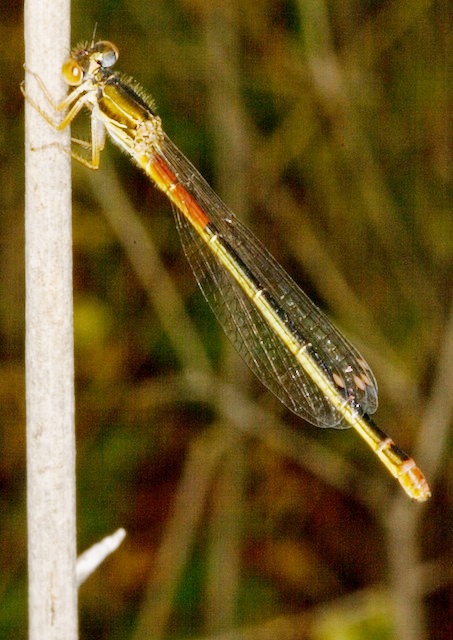 libellula rossa: Ceriagrion tenellum